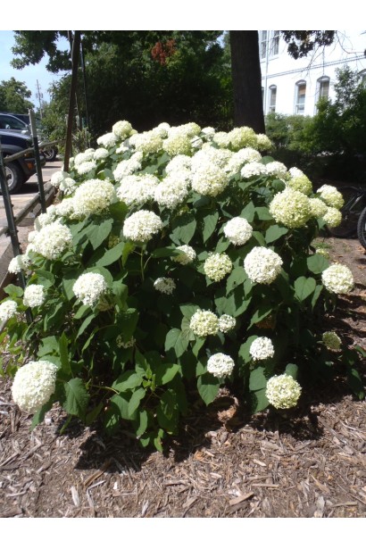 Гортензія Грандіфлора цвітіння
